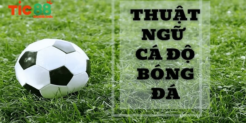 thuat ngu ca do bong da 3